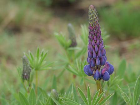 Lupine.